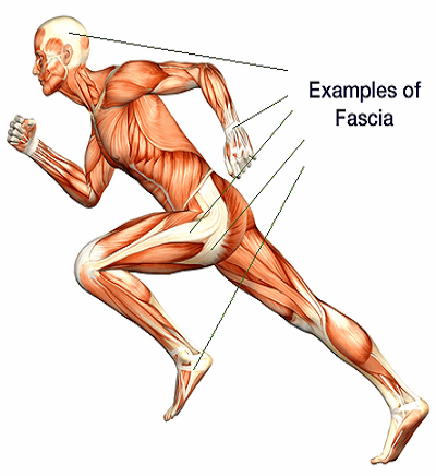 Fascial Patterns